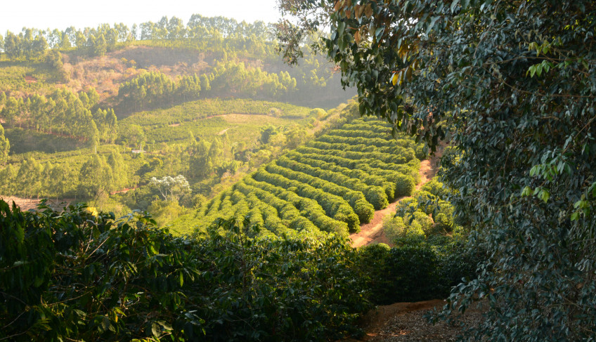 ASN Minas Gerais - Agência Sebrae de Notícias