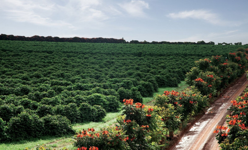 ASN Minas Gerais - Agência Sebrae de Notícias