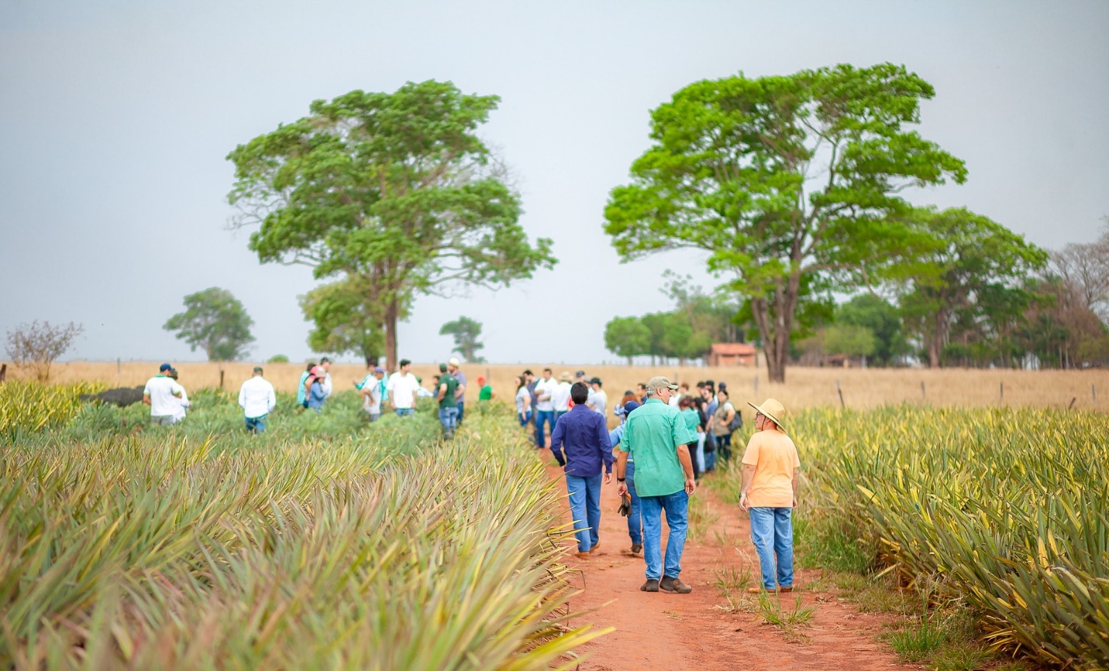 Feira de Agronegócios do Abacaxi