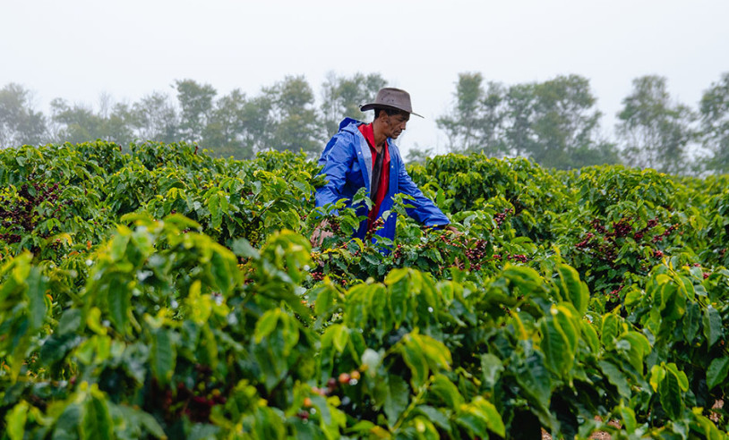 ASN Minas Gerais - Agência Sebrae de Notícias