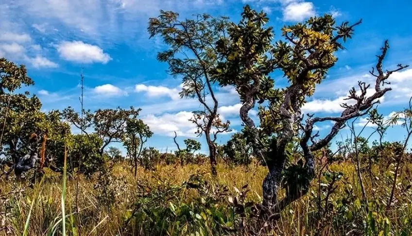 ASN Minas Gerais - Agência Sebrae de Notícias