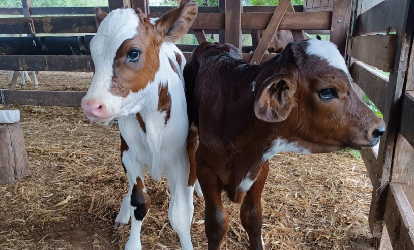 Bezerras geradas pelo FIV, na Fazenda Sabões