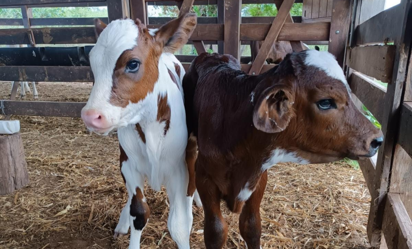 Bezerras geradas pelo FIV, na Fazenda Sabões