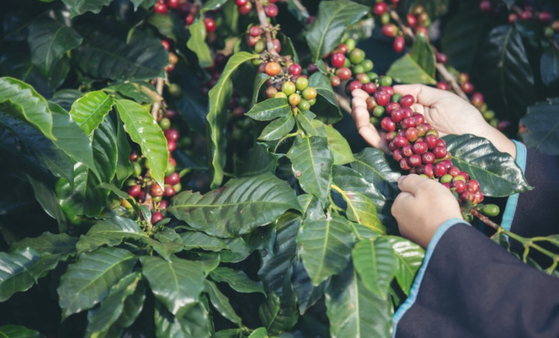 ASN Minas Gerais - Agência Sebrae de Notícias