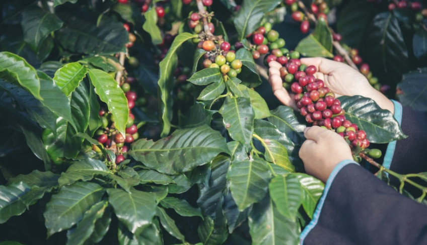 ASN Minas Gerais - Agência Sebrae de Notícias