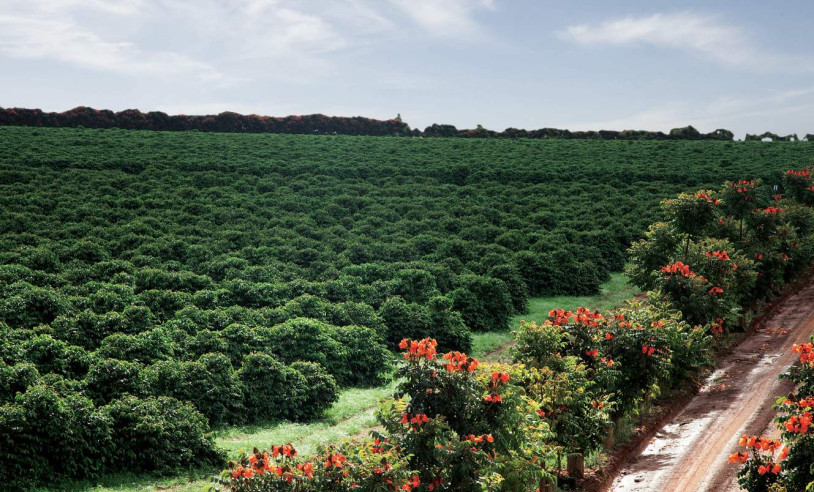 ASN Minas Gerais - Agência Sebrae de Notícias