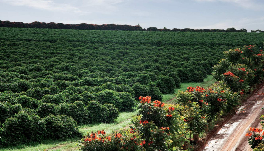 ASN Minas Gerais - Agência Sebrae de Notícias