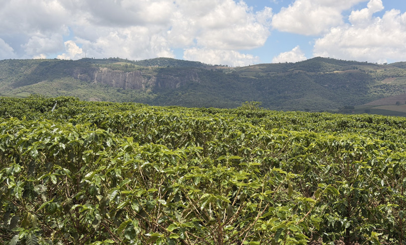 ASN Minas Gerais - Agência Sebrae de Notícias