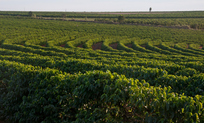 ASN Minas Gerais - Agência Sebrae de Notícias