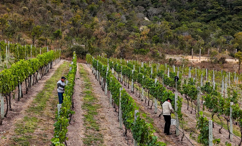 ASN Minas Gerais - Agência Sebrae de Notícias
