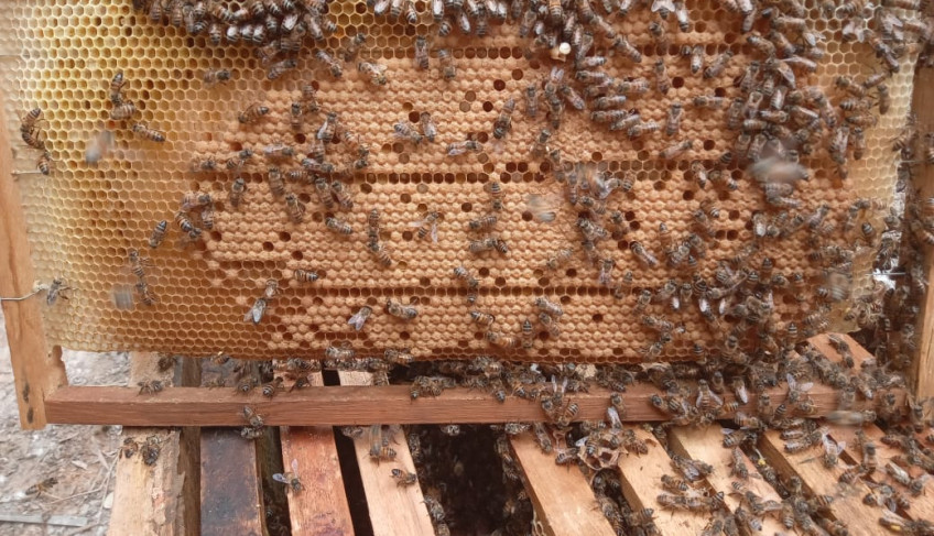 ASN Minas Gerais - Agência Sebrae de Notícias