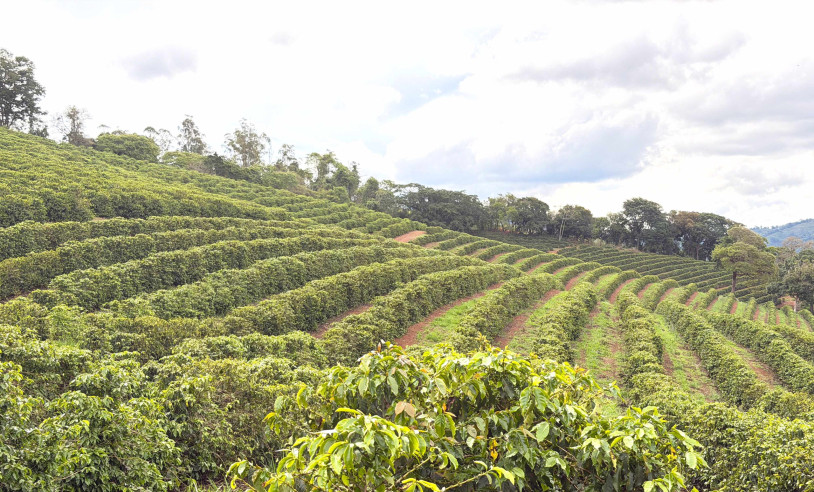 ASN Minas Gerais - Agência Sebrae de Notícias