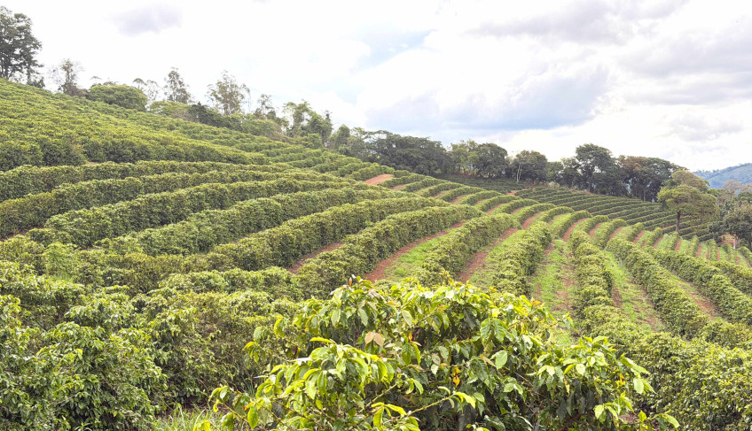 ASN Minas Gerais - Agência Sebrae de Notícias