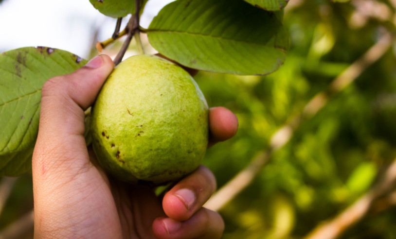 ASN Minas Gerais - Agência Sebrae de Notícias