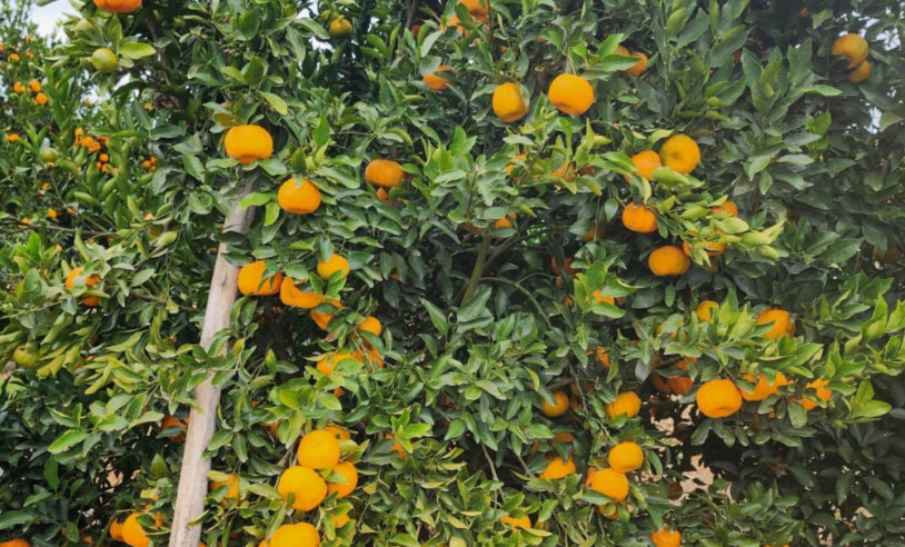 ASN Minas Gerais - Agência Sebrae de Notícias