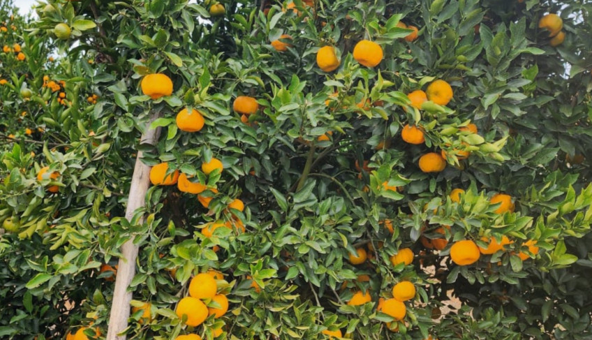 ASN Minas Gerais - Agência Sebrae de Notícias